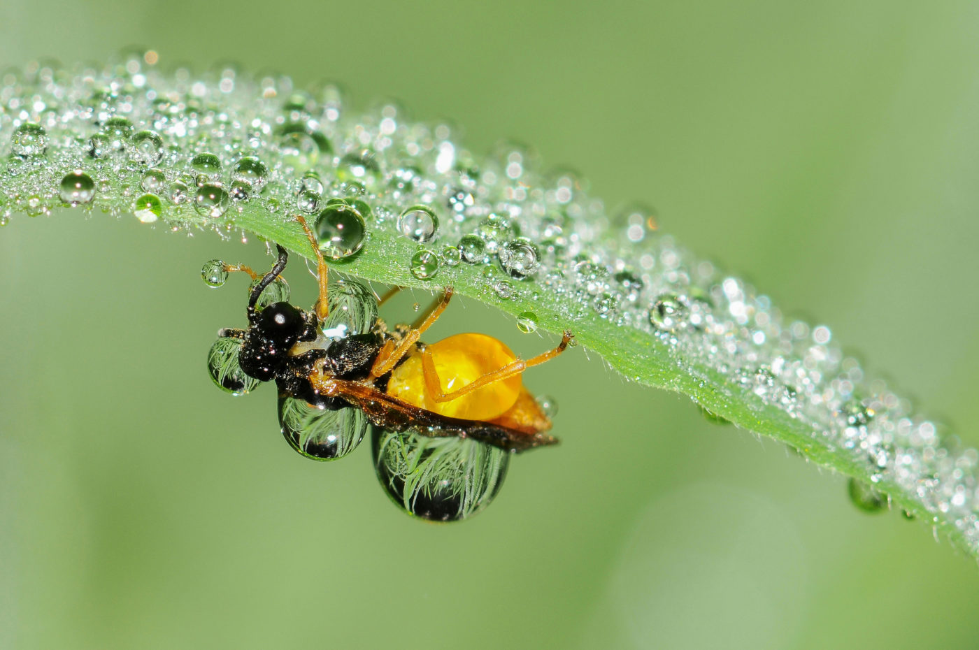 Sawfly upside down on a green leaf, with both the leaf and the sawfly covered in small beads of water